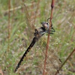 Hemicordulia tau (Tau Emerald) at Mount Painter - 11 Dec 2020 by CathB