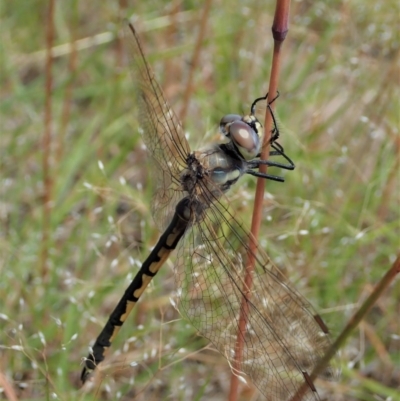 Hemicordulia tau (Tau Emerald) at Mount Painter - 11 Dec 2020 by CathB