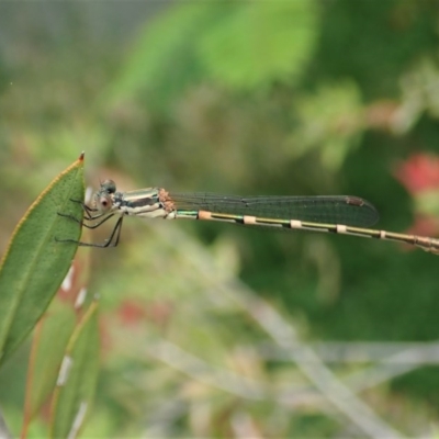 Austrolestes leda (Wandering Ringtail) at Cook, ACT - 14 Dec 2020 by CathB