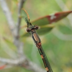 Austrolestes leda at Cook, ACT - suppressed