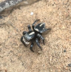 Salpesia (genus) (Salpesia Jumping Spider) at Acton, ACT - 15 Dec 2020 by NedJohnston