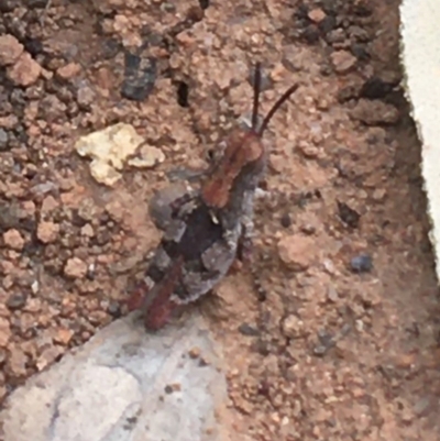 Phaulacridium vittatum (Wingless Grasshopper) at Black Mountain - 15 Dec 2020 by Ned_Johnston