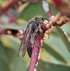 Tiphiidae (family) at Cook, ACT - 29 Nov 2020