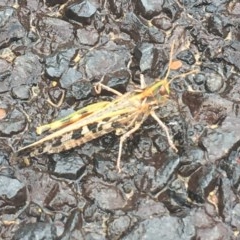 Austroicetes sp. (genus) (A grasshopper) at Namadgi National Park - 16 Dec 2020 by NedJohnston