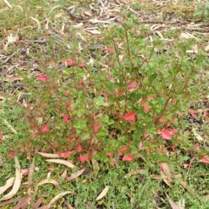 Einadia hastata at Cook, ACT - 16 Dec 2020 11:34 AM