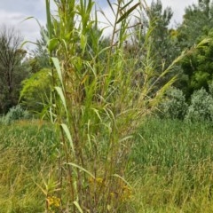 Arundo donax (Spanish Reed, Giant Reed) at Evatt, ACT - 15 Dec 2020 by Jiggy