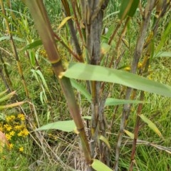 Arundo donax at Evatt, ACT - 15 Dec 2020