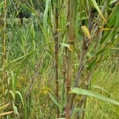 Arundo donax at Evatt, ACT - 15 Dec 2020 11:50 AM