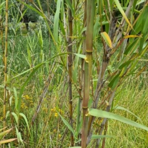 Arundo donax at Evatt, ACT - 15 Dec 2020 11:50 AM