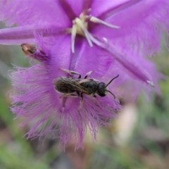 Lasioglossum (Chilalictus) lanarium (Halictid bee) at Mount Painter - 28 Nov 2020 by CathB