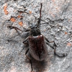 Homotrysis cisteloides (Darkling beetle) at Bruce, ACT - 15 Dec 2020 by Roger