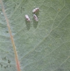 Aleyrodidae sp. (family) (Whitefly) at Cook, ACT - 27 Nov 2020 by CathB