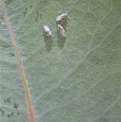 Monophlebidae sp. (family) at Mount Painter - 27 Nov 2020 by CathB