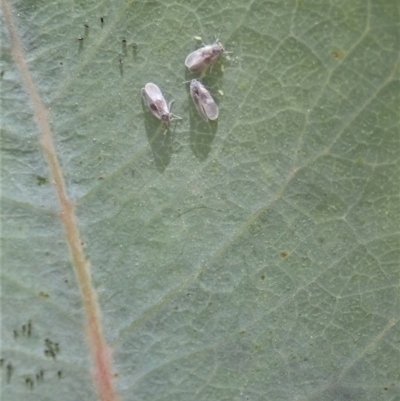 Monophlebidae sp. (family) at Mount Painter - 27 Nov 2020 by CathB