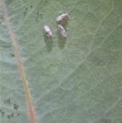 Unidentified Scale insect or Mealybug (Hemiptera, Coccoidea) at Cook, ACT - 27 Nov 2020 by CathB