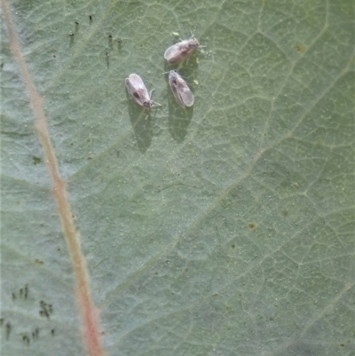 Unidentified Scale insect or Mealybug (Hemiptera, Coccoidea) at Cook, ACT - 27 Nov 2020 by CathB