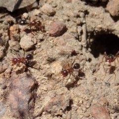 Melophorus perthensis (Field furnace ant) at Mount Painter - 11 Dec 2020 by CathB