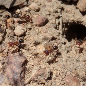 Melophorus perthensis at Cook, ACT - 11 Dec 2020