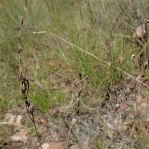 Thelymitra nuda at Cook, ACT - suppressed