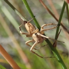 Oxyopes sp. (genus) (Lynx spider) at Cook, ACT - 11 Dec 2020 by CathB