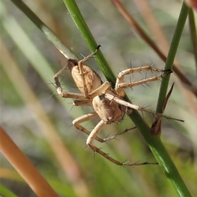 Oxyopes (genus) (Lynx spider) at Cook, ACT - 11 Dec 2020 by CathB