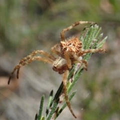 Backobourkia (genus) (An orb weaver) at Cook, ACT - 11 Dec 2020 by CathB