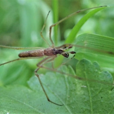 Tetragnatha sp. (genus) (Long-jawed spider) at Cook, ACT - 1 Dec 2020 by CathB