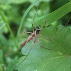 Tetragnatha sp. (genus) at Cook, ACT - 1 Dec 2020