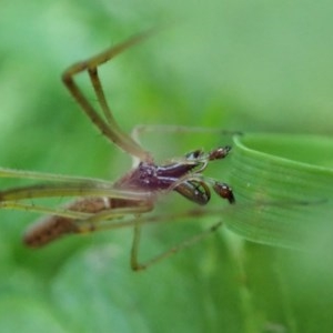 Tetragnatha sp. (genus) at Cook, ACT - 1 Dec 2020