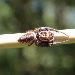 Opisthoncus sp. (genus) at Cook, ACT - 1 Dec 2020