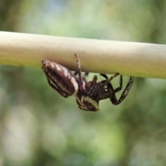 Opisthoncus sp. (genus) at Cook, ACT - 1 Dec 2020