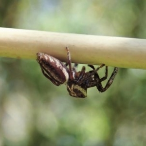 Opisthoncus sp. (genus) at Cook, ACT - suppressed