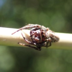 Opisthoncus sp. (genus) at Cook, ACT - 1 Dec 2020