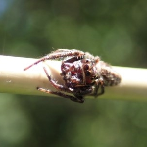 Opisthoncus sp. (genus) at Cook, ACT - 1 Dec 2020