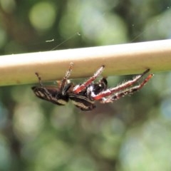 Opisthoncus sp. (genus) at Cook, ACT - suppressed