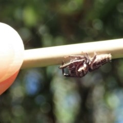 Opisthoncus sp. (genus) at Cook, ACT - 1 Dec 2020