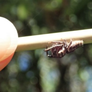 Opisthoncus sp. (genus) at Cook, ACT - suppressed