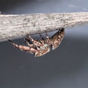 Paraphilaeus daemeli at Cook, ACT - 14 Dec 2020