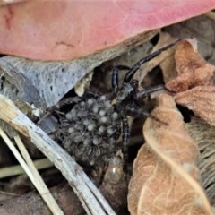 Lycosidae (family) (Unidentified wolf spider) at Cook, ACT - 13 Dec 2020 by CathB