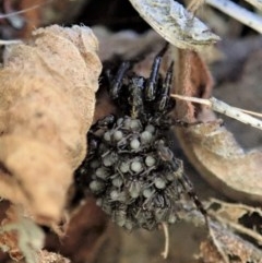 Lycosidae (family) at Cook, ACT - 13 Dec 2020