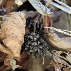 Lycosidae (family) at Cook, ACT - 13 Dec 2020