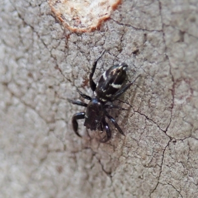 Holoplatys sp. (genus) (Unidentified Holoplatys jumping spider) at Cook, ACT - 11 Dec 2020 by CathB
