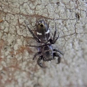 Holoplatys sp. (genus) at Cook, ACT - 11 Dec 2020