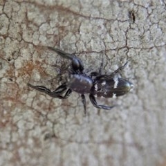 Holoplatys sp. (genus) at Cook, ACT - 11 Dec 2020