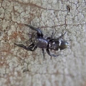 Holoplatys sp. (genus) at Cook, ACT - 11 Dec 2020