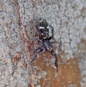 Holoplatys sp. (genus) at Cook, ACT - 11 Dec 2020