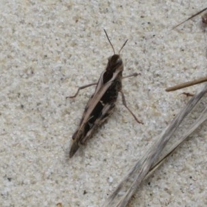 Gastrimargus musicus at Jervis Bay National Park - 14 Dec 2020 11:08 AM