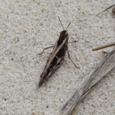 Gastrimargus musicus (Yellow-winged Locust or Grasshopper) at Culburra Beach - Lake Wollumboola Bushcare - 14 Dec 2020 by Christine