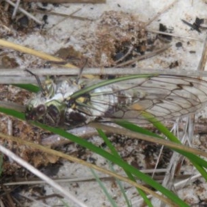 Arunta perulata at Jervis Bay National Park - 14 Dec 2020 11:10 AM