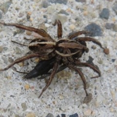 Lycosidae (family) (Unidentified wolf spider) at Culburra Beach, NSW - 14 Dec 2020 by Christine